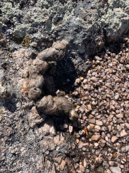 Pretty good-sized Mtn Lion scat on the rocks above Midle Diamond.
